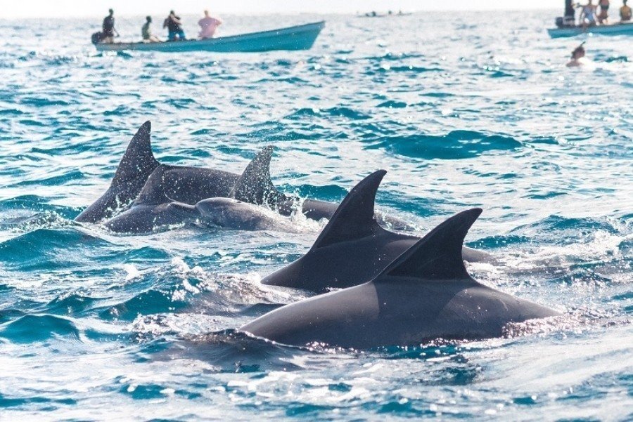 Dolphins